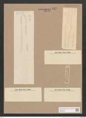 Navicula sp. (de-Toni-Nr.: Genus 1) Zeichnungen Sammlung Grunow Nr. 1477 (NHMW-BOT-W0368490)